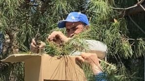 tokatta agaca ogul veren arilari ekipmansiz topladi N2jumcb9