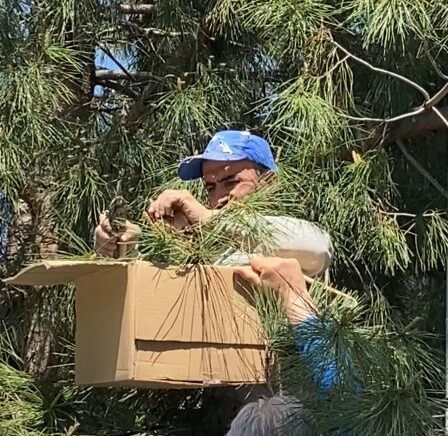 tokatta agaca ogul veren arilari ekipmansiz topladi N2jumcb9