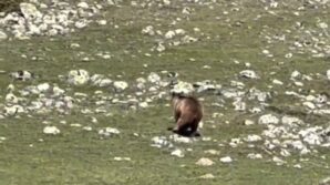 yurumekte gucluk ceken bozayi ormana boyle ulasmaya calisti 1qxfI8K8