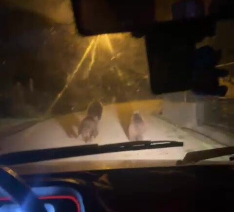 zonguldakta ac kalan ayilar koye indi CqfeE21d