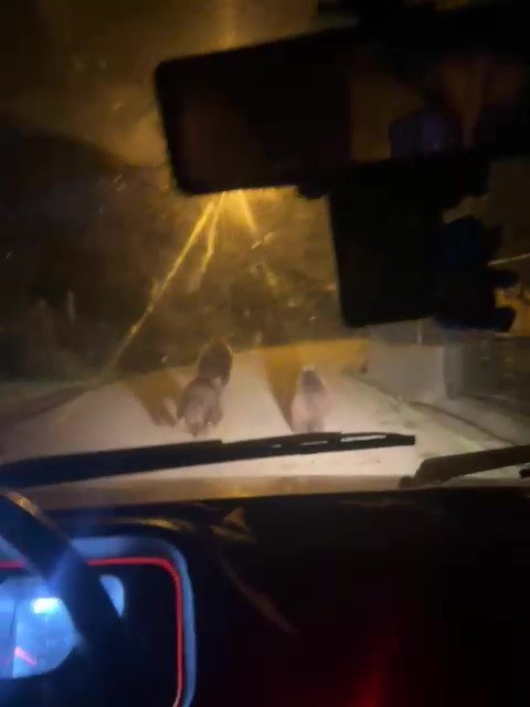 zonguldakta ac kalan ayilar koye indi CqfeE21d