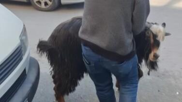 amasyada kurbanlik keci kacti vatandaslar kovaladi QhYOPLuy