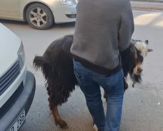 amasyada kurbanlik keci kacti vatandaslar kovaladi QhYOPLuy