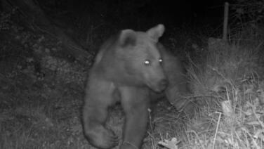 aracin arkasinda kosan ayi kameraya yansidi 4aADlMFT