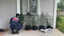 evini kenevir bahcesine ceviren sahis yakalandi mfIEm2t6