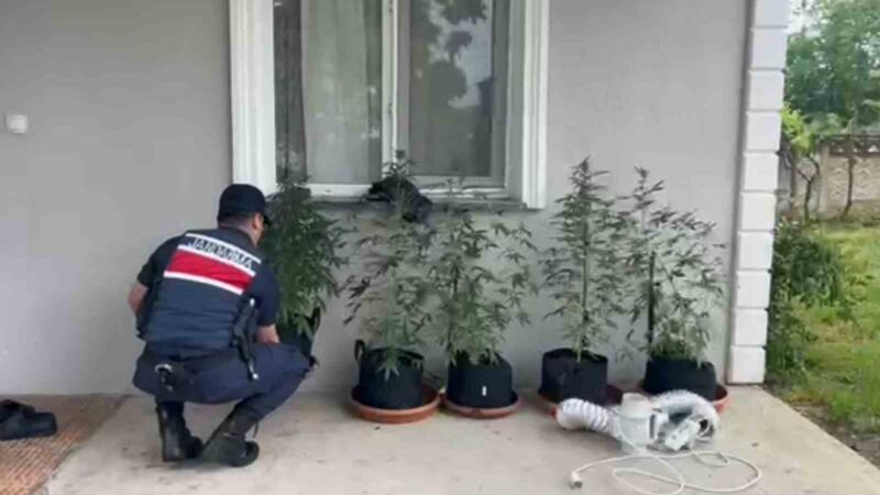 evini kenevir bahcesine ceviren sahis yakalandi mfIEm2t6
