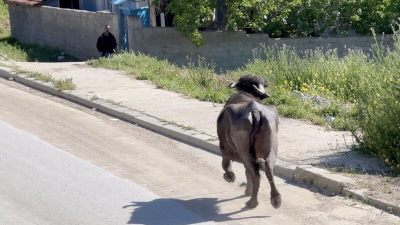 kacan kurbanligin saldirisindan bodruma siginarak kurtuldu vOH1ASZ9