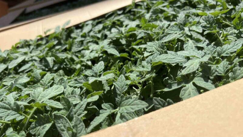 karadeniz ereglide ureticilere yuzde 75 hibe destekli fidan dagitildi QyxX4qhA
