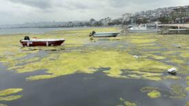 kurupelit marinadaki deniz marulu sorununa nester 345 bin metrekup dip camuru temizlenecek FLZx5VIY