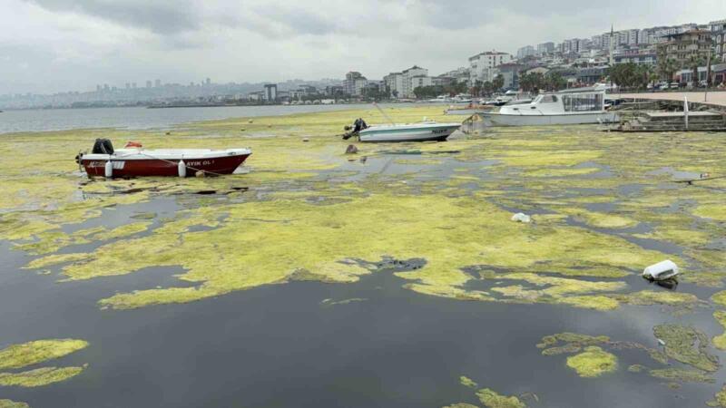 kurupelit marinadaki deniz marulu sorununa nester 345 bin metrekup dip camuru temizlenecek FLZx5VIY