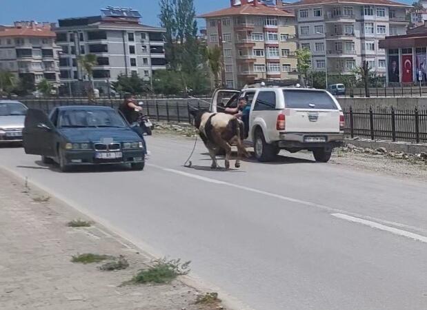 saatlerce pesinden kostular kurbanlik dana ilceyi birbirine katti uxhQ8uC7