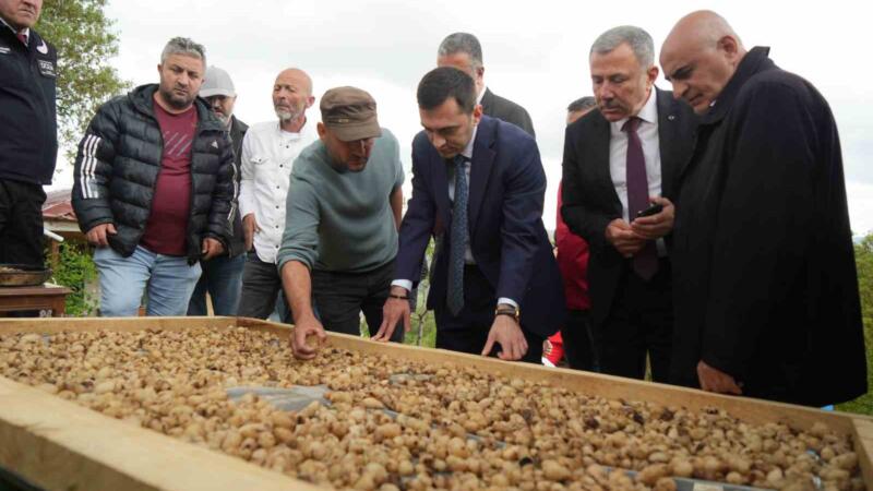 topraktaki altin salebin hasadi basladi kilosu 12 bin tl rQZH6dQ9