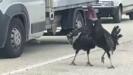 yol ortasindaki hindi kavgasi trafigi durdurdu jsDNyFVW