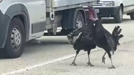 yol ortasindaki hindi kavgasi trafigi durdurdu jsDNyFVW