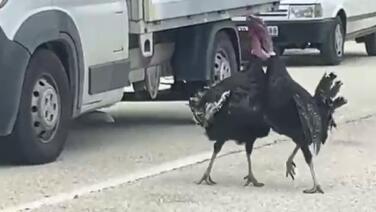 yol ortasindaki hindi kavgasi trafigi durdurdu jsDNyFVW