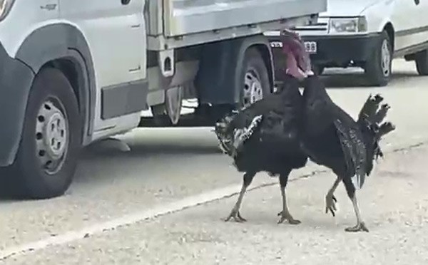yol ortasindaki hindi kavgasi trafigi durdurdu jsDNyFVW