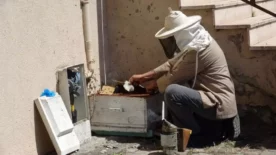 Arilar apartmani sardi komsu arici yardima kostu