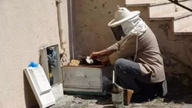 Arilar apartmani sardi komsu arici yardima kostu