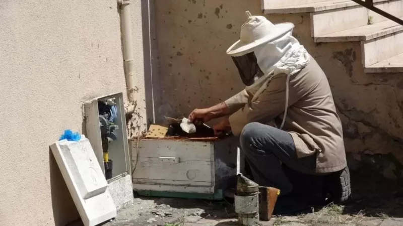 Arilar apartmani sardi komsu arici yardima kostu