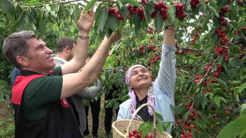 amasyada dallari kiraz basti bu yil 50 bin ton rekolte bekleniyor KmLUNpcN
