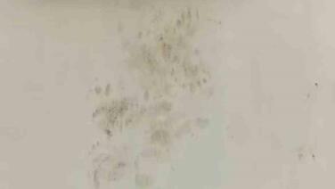 bir gunde 20 eve giren ayi yayla sakinlerini canindan bezdirdi jH8NtZTA