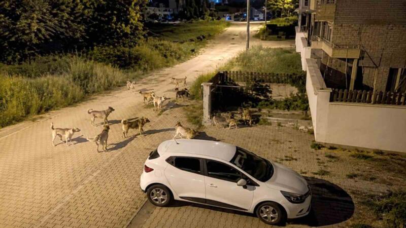 boluda kopek surusu tedirginligi UcuuNzg3
