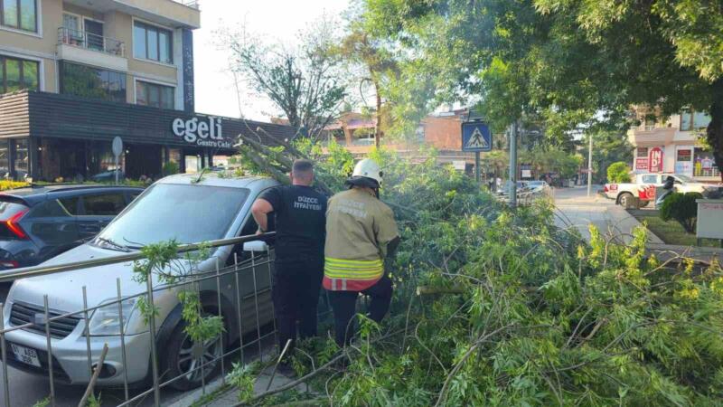 duzcede uzerine agac devrilen araca hatali park cezasi 84OvHaML