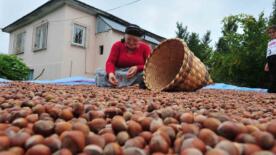 duzceden ab ulkelerine 5 bin 291 ton findik ihrac edildi ZWtKHeZ9