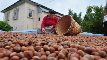 duzceden ab ulkelerine 5 bin 291 ton findik ihrac edildi ZWtKHeZ9