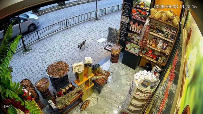 giresunda kedinin devirdigi cuvaldaki cevizleri yoldan gecen vatandaslar topladi CTRDdLdp