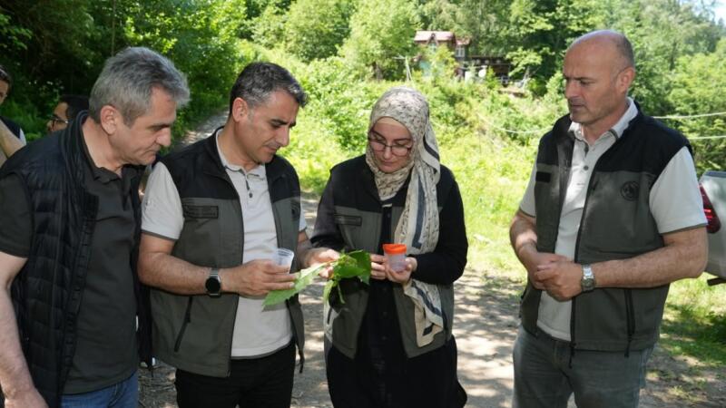 kestane ormanlarini korumak icin 5 bin samuray arisi dogaya salindi vj4l1Qru