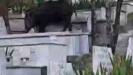 mezarlarin uzerine cikip otlanan yaban domuzu goruntulendi PYfnjbnV