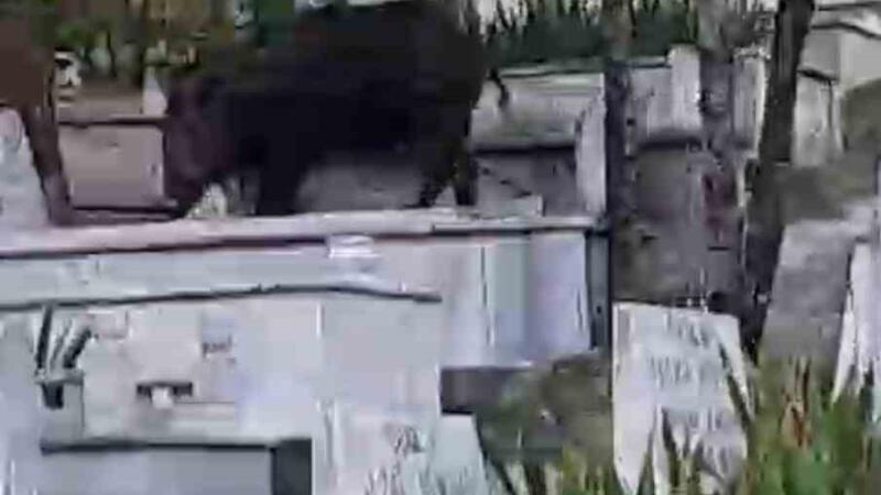 mezarlarin uzerine cikip otlanan yaban domuzu goruntulendi PYfnjbnV
