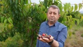 tokatta asiri yagis kirazi vurdu NZpP27LT
