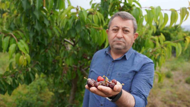 tokatta asiri yagis kirazi vurdu NZpP27LT