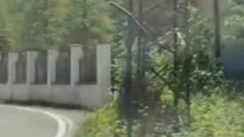 trabzonda ilk kez goruntulendi cengel boynuzlu dag kecisi yavrusu karayoluna indi iq6y3ej3
