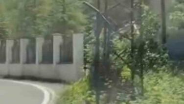 trabzonda ilk kez goruntulendi cengel boynuzlu dag kecisi yavrusu karayoluna indi iq6y3ej3