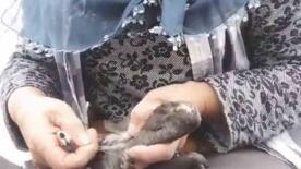 trabzonda karabatak kurtarma operasyonu gulumsetti s7sKL4Zp