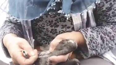 trabzonda karabatak kurtarma operasyonu gulumsetti s7sKL4Zp