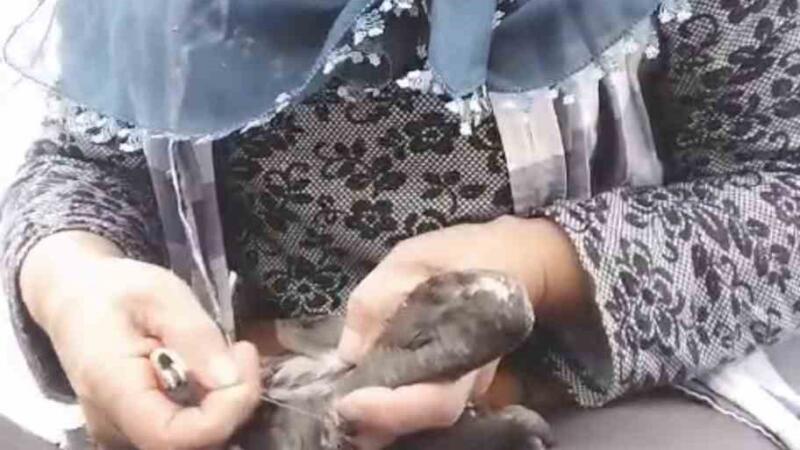 trabzonda karabatak kurtarma operasyonu gulumsetti s7sKL4Zp