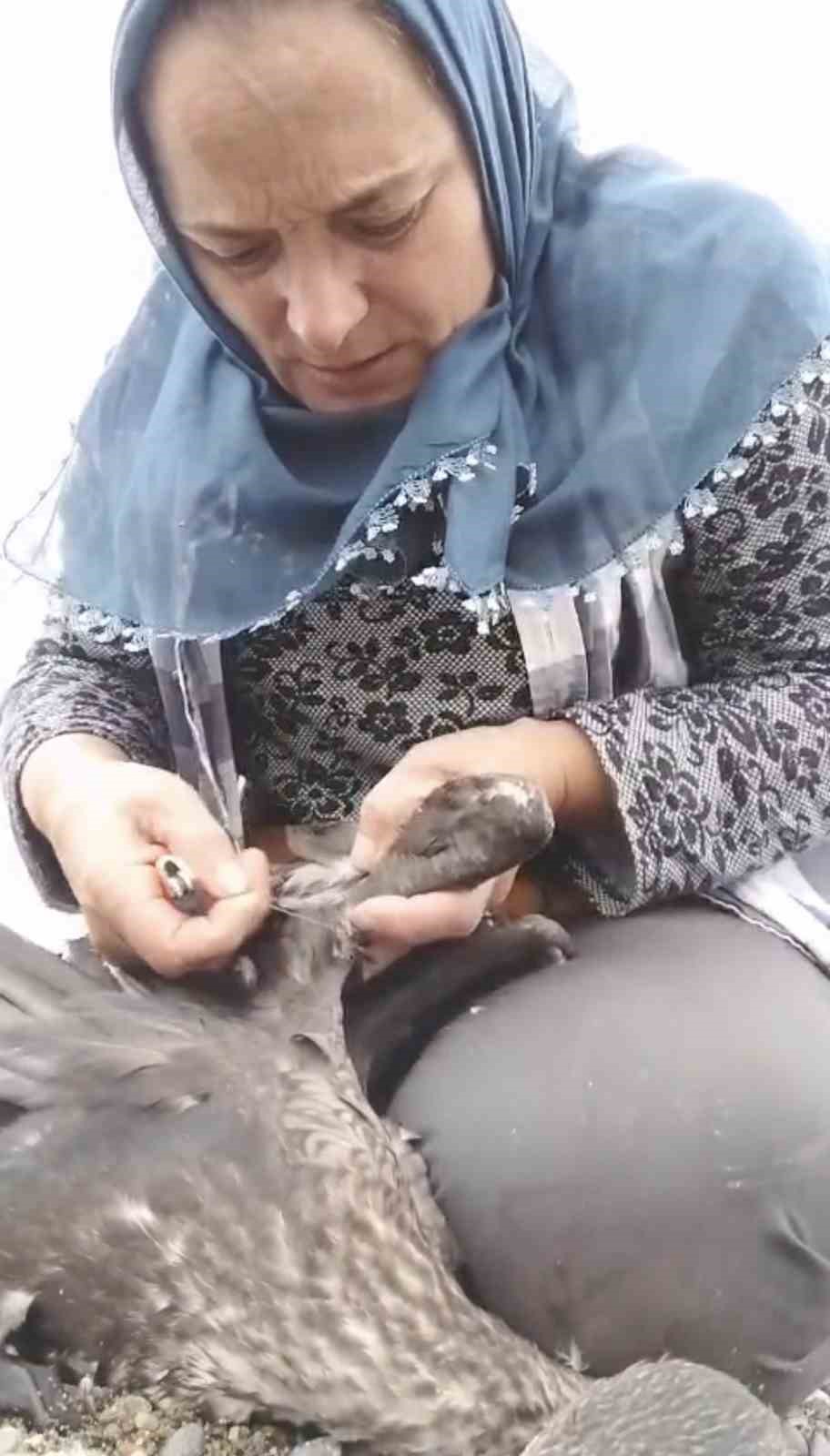 trabzonda karabatak kurtarma operasyonu gulumsetti s7sKL4Zp