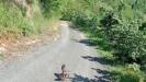 yolda gordugu karaca yavrularina arcil ve sota adini verdi sWwYjwO6