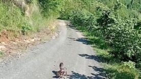 yolda gordugu karaca yavrularina arcil ve sota adini verdi sWwYjwO6