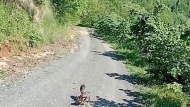 yolda gordugu karaca yavrularina arcil ve sota adini verdi sWwYjwO6