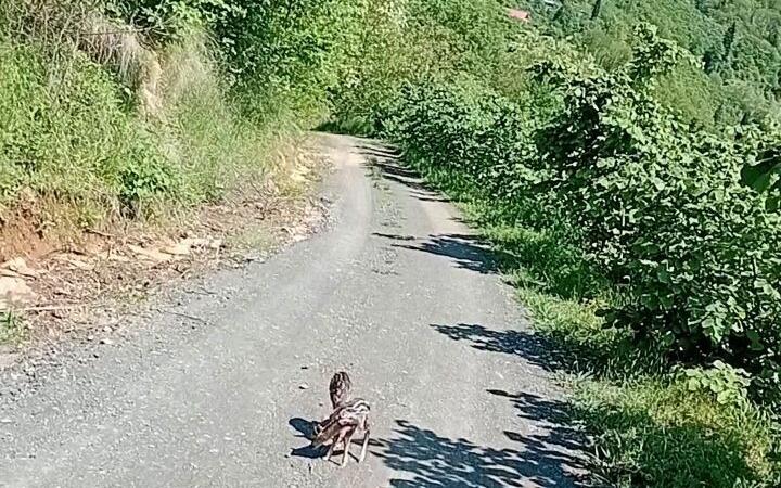 yolda gordugu karaca yavrularina arcil ve sota adini verdi sWwYjwO6