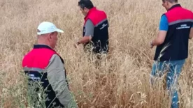 Cekirge ihbarlari tarim ekiplerini harekete gecirdi