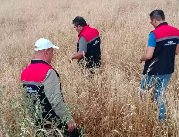 Cekirge ihbarlari tarim ekiplerini harekete gecirdi