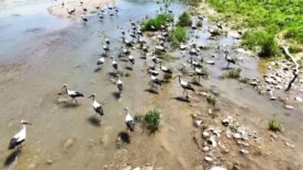 Soganli Cayini mesken tutan leylekler dronla goruntulendi