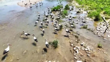 Soganli Cayini mesken tutan leylekler dronla goruntulendi