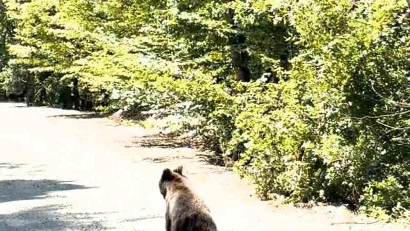 boluda aracin onunde kosan ayi kameraya yansidi Knz6YFOc